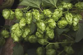 Nelson grown Hops